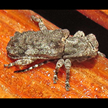 Ecyroschema multituberculata